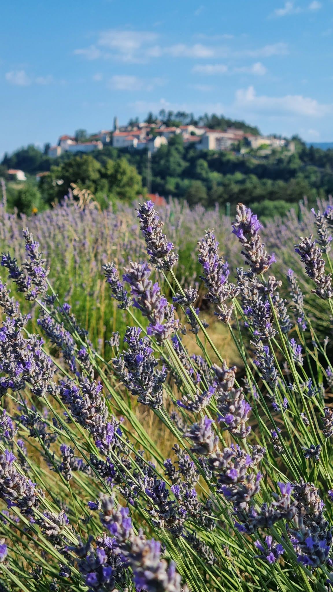 Pogled na sivko in Štanjel